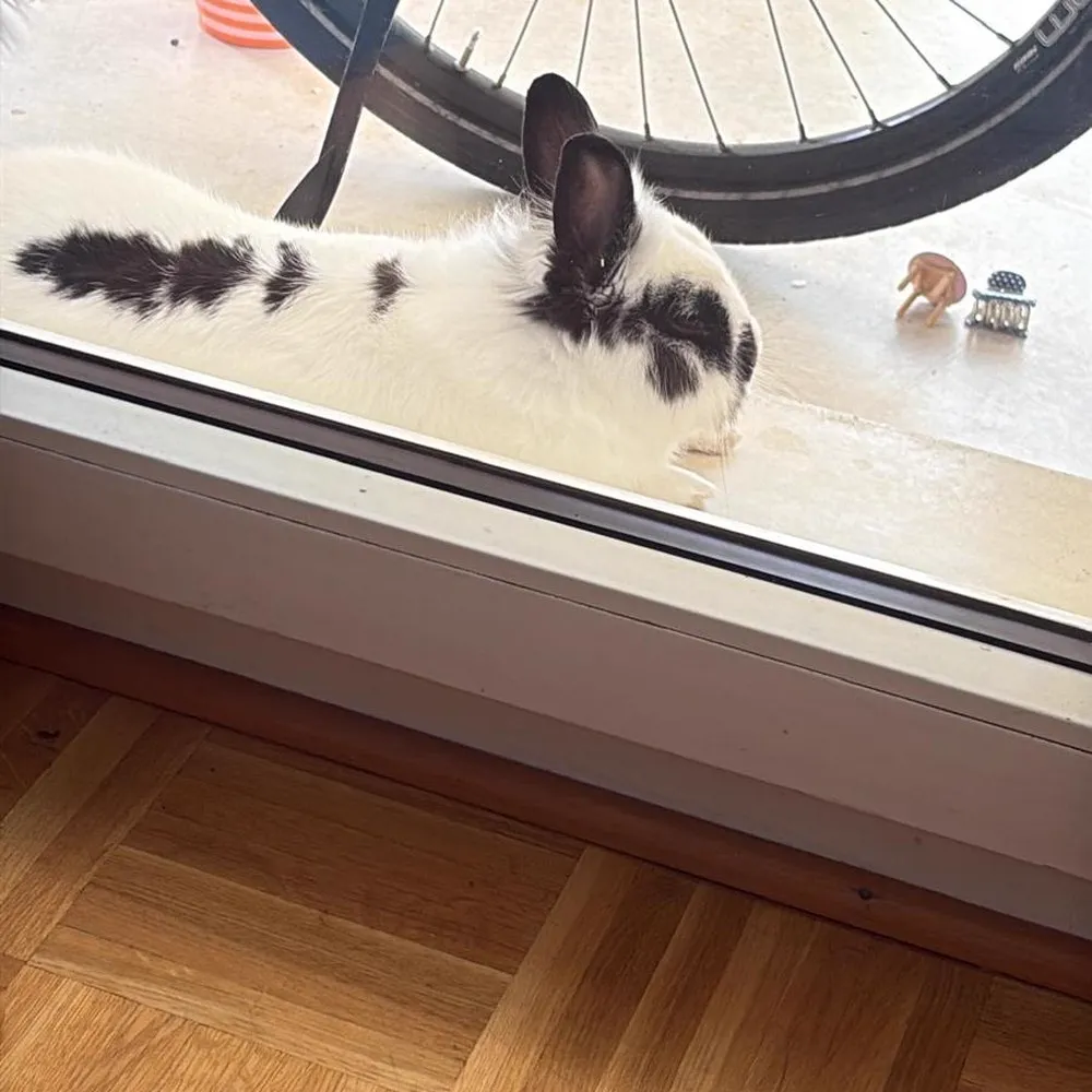 Zak by the window
