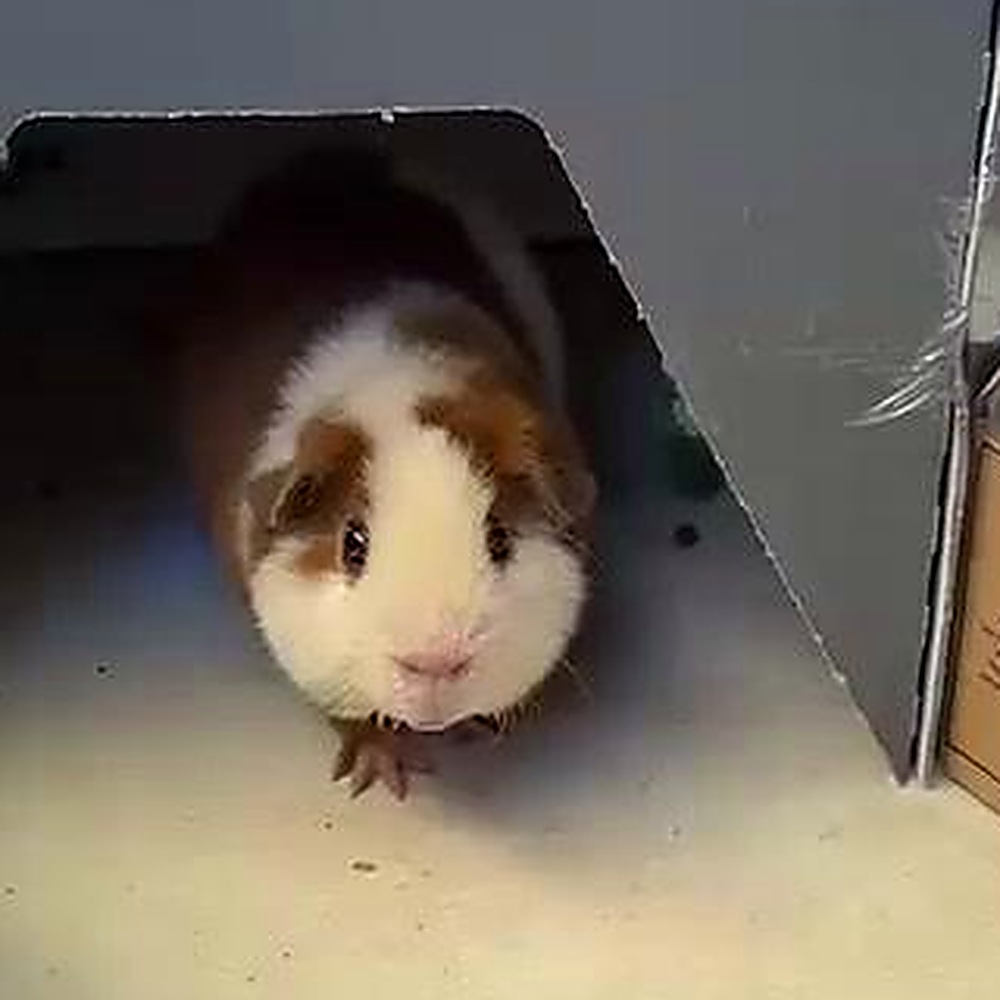 Zak, a brown and white guinea pig