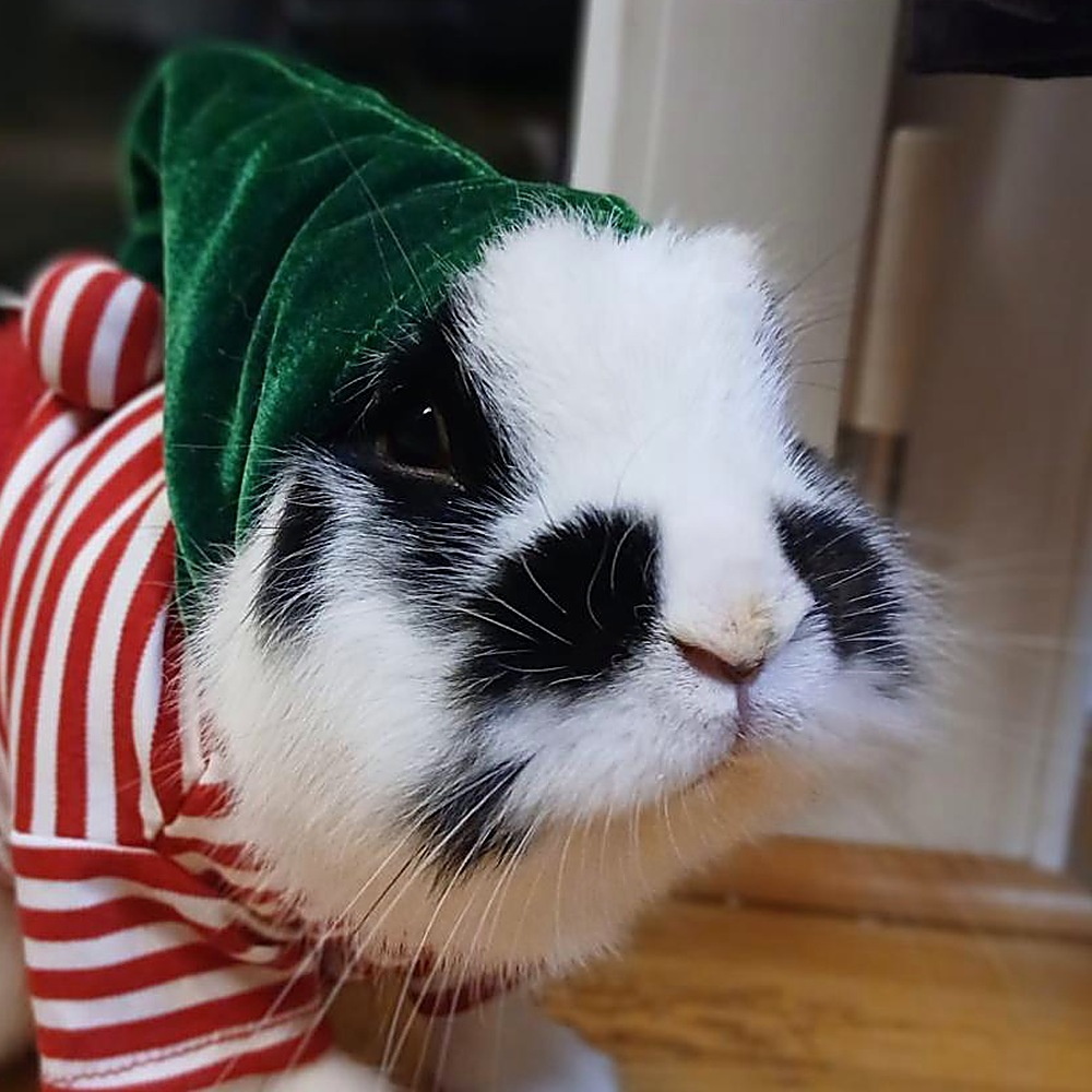 Litchi, a black and white rabbit