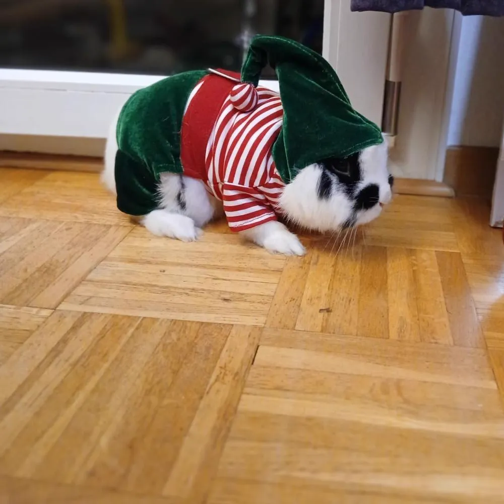 Zak in a costume
